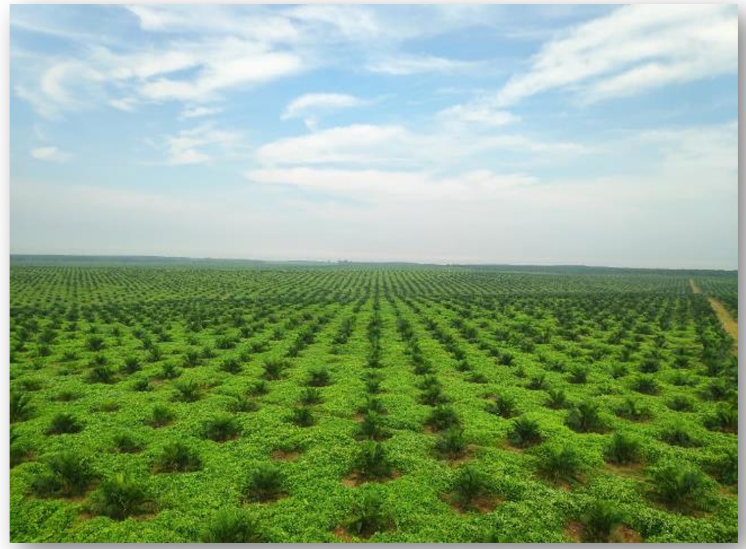 Kebun Sawit Berkualitas PT Lamsat